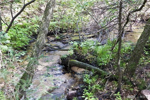柳樹(shù)溝森林公園讓你找到回歸大自然的感覺(jué)