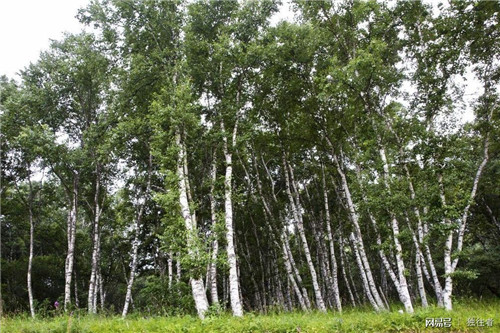 柳樹(shù)溝森林公園讓你找到回歸大自然的感覺(jué)