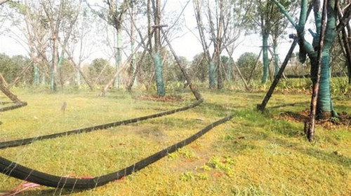 持續“大烤” 街頭苗木新生兒何以保命?