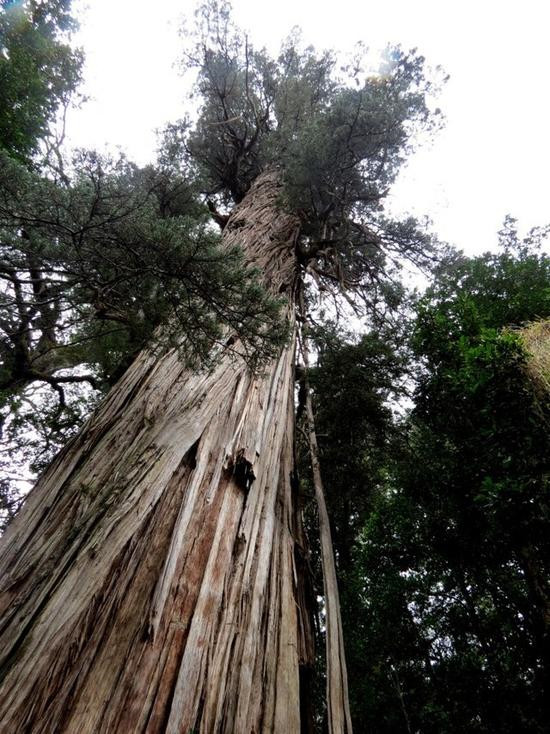 揭秘全球最古老的10棵樹