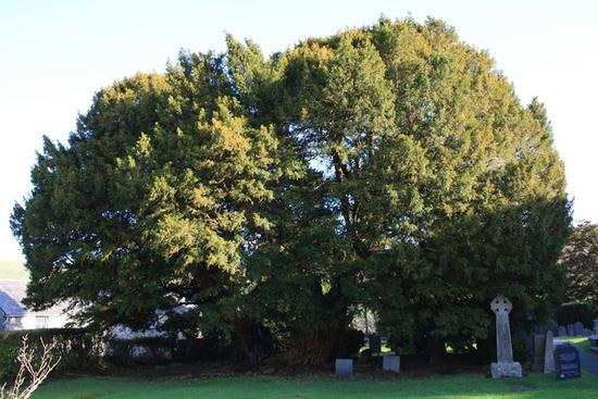 揭秘全球最古老的10棵樹