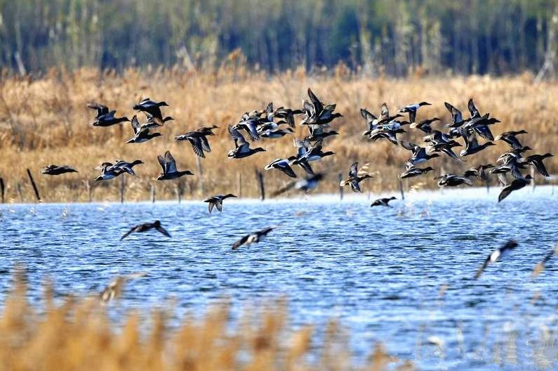 浙江美麗的濕地公園