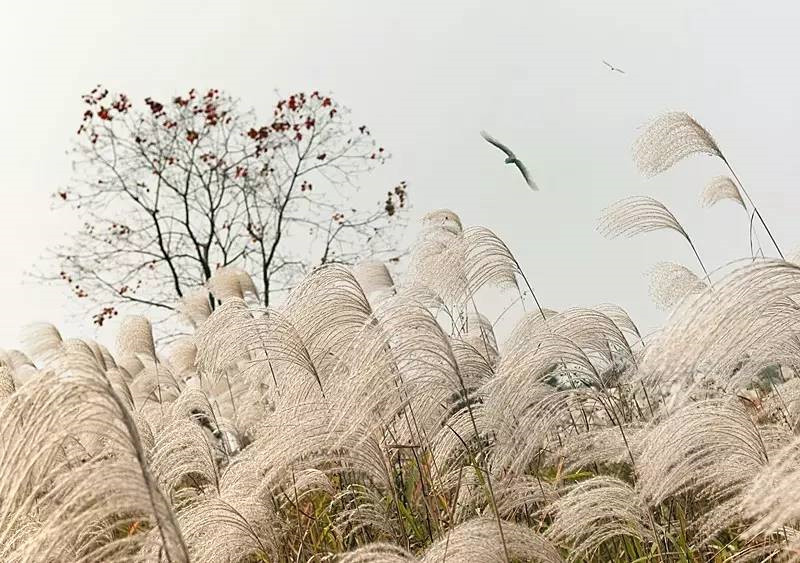 浙江美麗的濕地公園