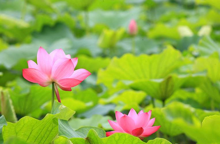 浙江美麗的濕地公園