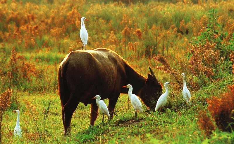 浙江美麗的濕地公園