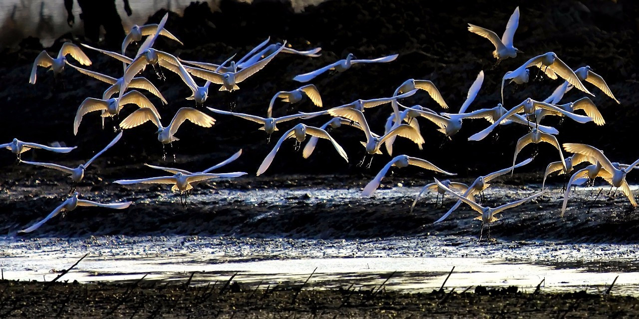 浙江美麗的濕地公園