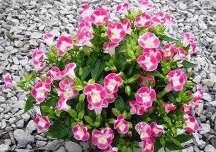 4種不怕被曬死的花卉，耐熱耐高溫