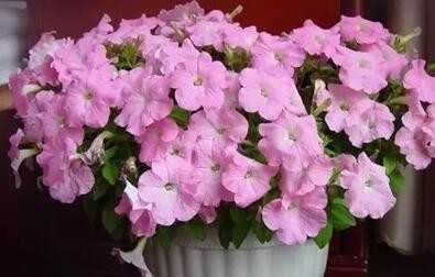 4種不怕被曬死的花卉，耐熱耐高溫