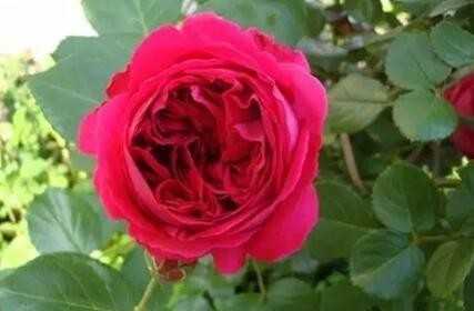 4種不怕被曬死的花卉，耐熱耐高溫