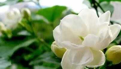 4種不怕被曬死的花卉，耐熱耐高溫