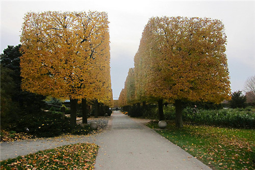 燕園為您呈現(xiàn)漂亮的金桐力大道