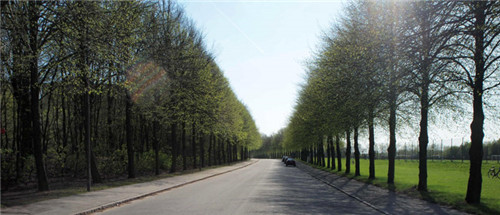燕園為您呈現(xiàn)漂亮的金桐力大道