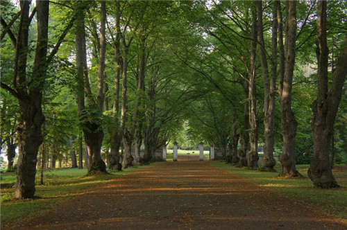 燕園為您呈現(xiàn)漂亮的金桐力大道