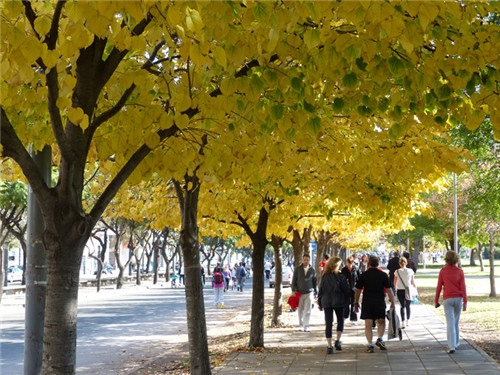 燕園為您呈現(xiàn)漂亮的金桐力大道