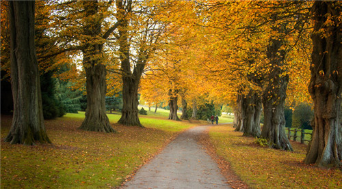 燕園為您呈現(xiàn)漂亮的金桐力大道
