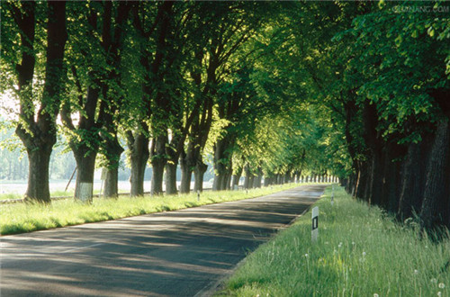 燕園為您呈現(xiàn)漂亮的金桐力大道