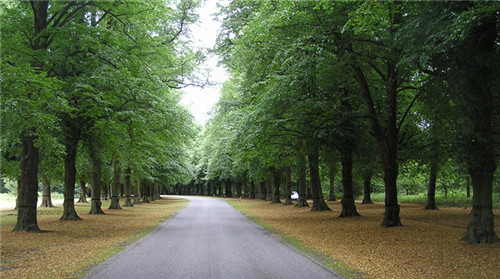 燕園為您呈現(xiàn)漂亮的金桐力大道
