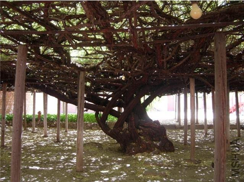 世界最大的玫瑰樹!一棵庇蔭800多平米