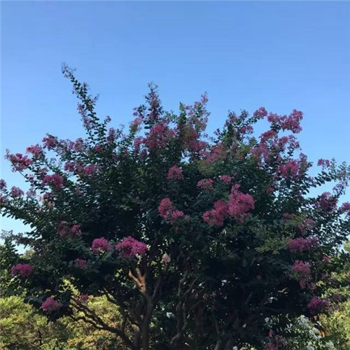 上海植物園8月賞花指南