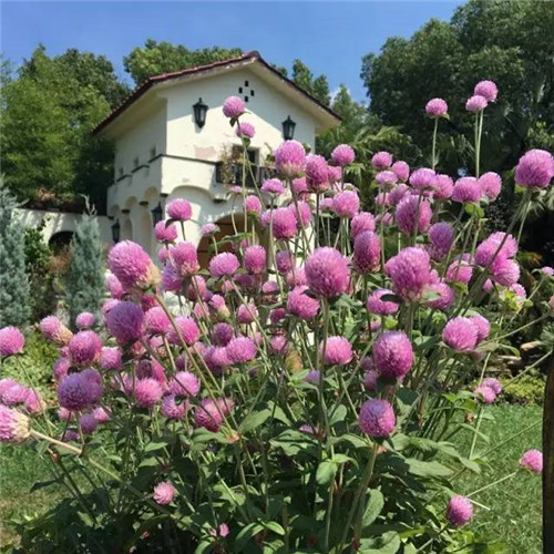 上海植物園8月賞花指南