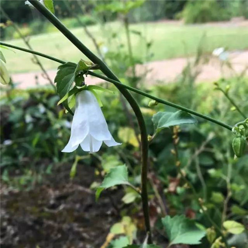 上海植物園8月賞花指南