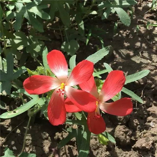 上海植物園8月賞花指南