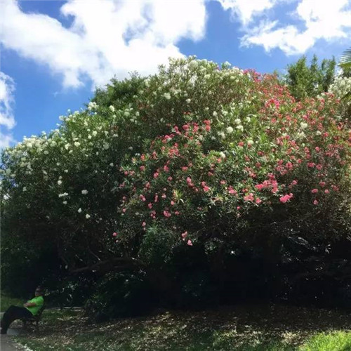 上海植物園8月賞花指南