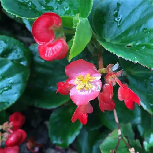 上海植物園8月賞花指南