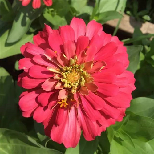 上海植物園8月賞花指南