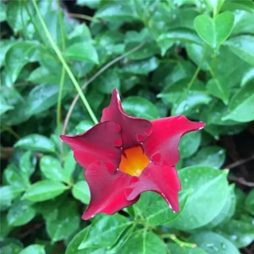 上海植物園8月賞花指南