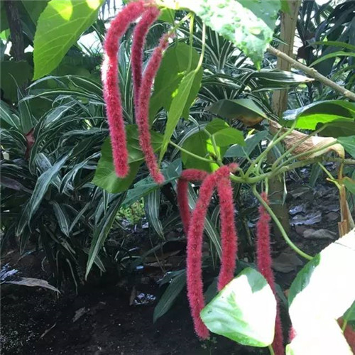 上海植物園8月賞花指南