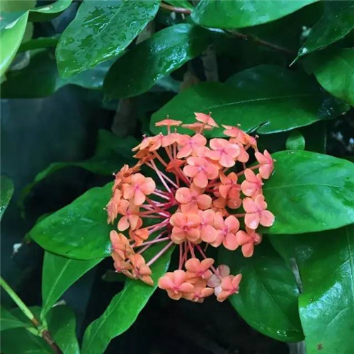 上海植物園8月賞花指南