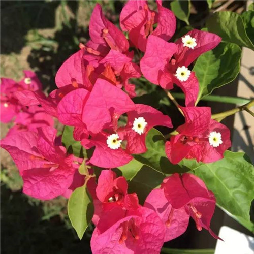 上海植物園8月賞花指南