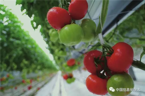 人工智能“破譯”植物生長(zhǎng)“密碼”