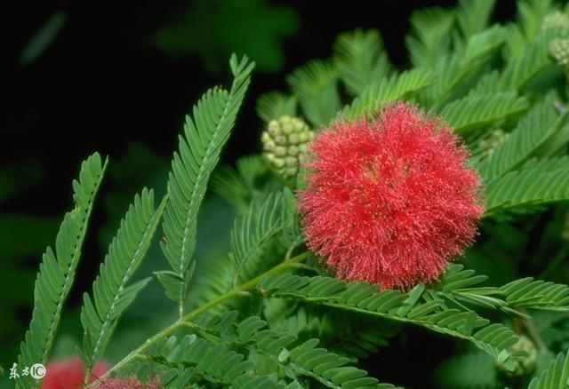 如果植物出現批量地反常,可能地震要來了