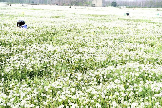 如果植物出現批量地反常,可能地震要來了