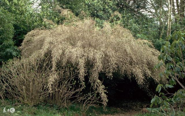 如果植物出現批量地反常,可能地震要來了