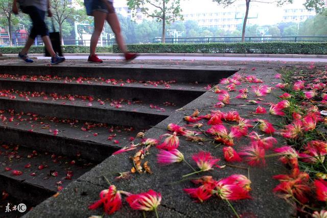 如果植物出現批量地反常,可能地震要來了