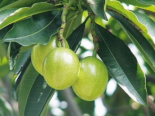 有毒植物不可觸摸的美!