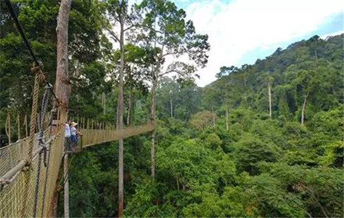 植物界的吉尼斯世界紀錄