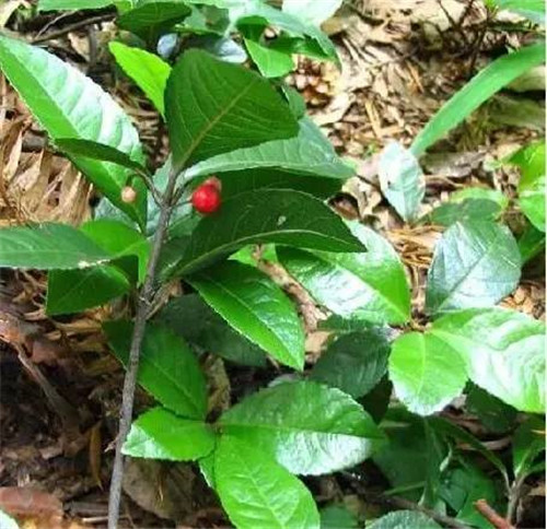 植物界的吉尼斯世界紀錄