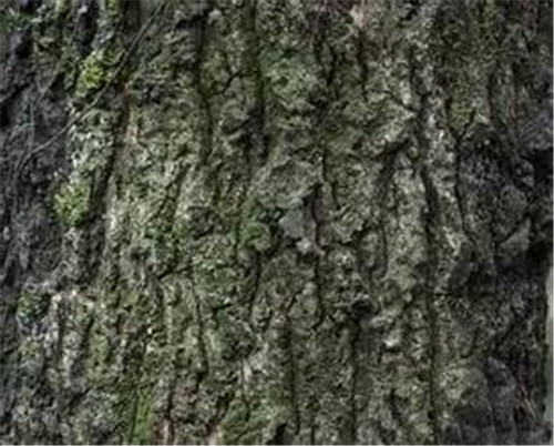 植物界的吉尼斯世界紀錄