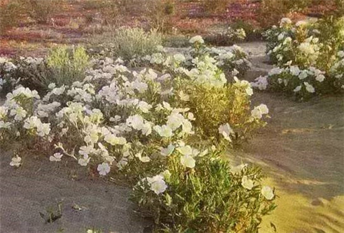 植物界的吉尼斯世界紀錄