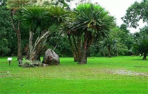 植物界的吉尼斯世界紀錄