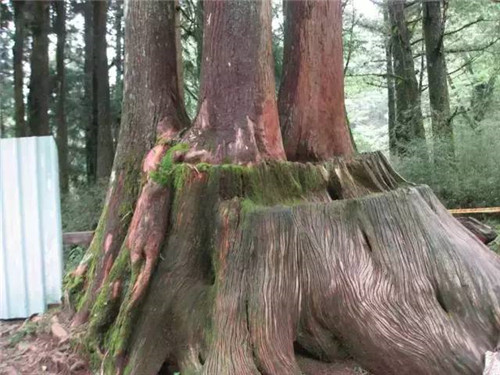 植物界的吉尼斯世界紀錄