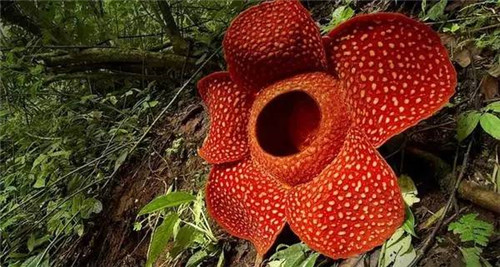 植物界的吉尼斯世界紀錄