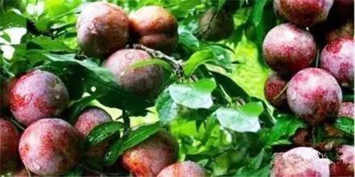 植物界的吉尼斯世界紀錄