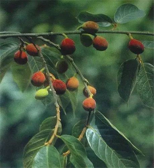 植物界的吉尼斯世界紀錄