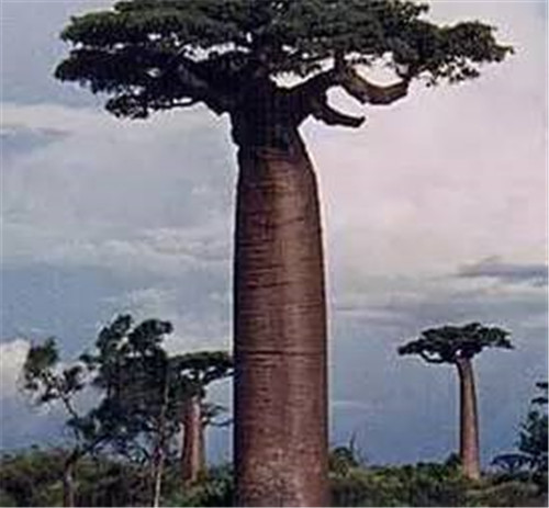 植物界的吉尼斯世界紀錄