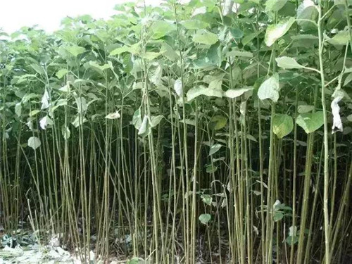 植物界的吉尼斯世界紀錄